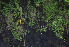 Pogonatherum crinitum