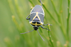 Commius elegans
