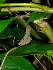 Anolis antonii
