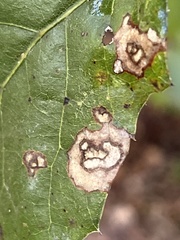 Nepticuloidea