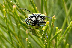Commius elegans