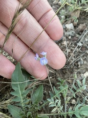 Astragalus nuttallianus