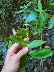 Gonzalagunia hirsuta