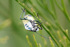 Commius elegans