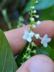 Gonzalagunia hirsuta