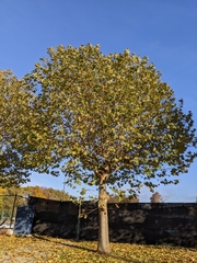 Magnoliopsida