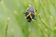 Commius elegans