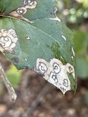 Nepticuloidea