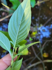 Gonzalagunia hirsuta