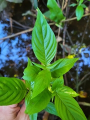 Gonzalagunia hirsuta