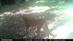 Puma concolor couguar