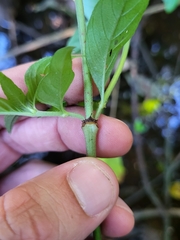 Gonzalagunia hirsuta