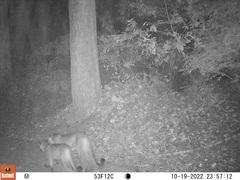 Puma concolor couguar