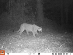 Puma concolor couguar