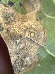 Nepticuloidea