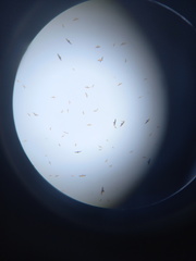 Ictinia mississippiensis