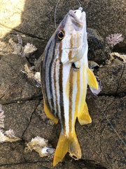 Lutjanus carponotatus