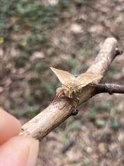 Helicoverpa armigera