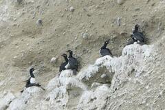 Leucocarbo magellanicus