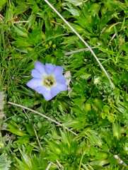 Nolana paradoxa