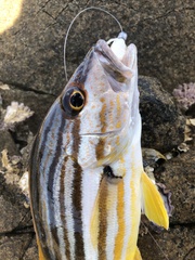 Lutjanus carponotatus