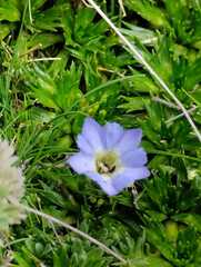 Nolana paradoxa