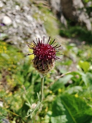 Centaurea kotschyana