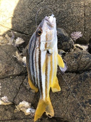 Lutjanus carponotatus