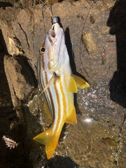 Lutjanus carponotatus