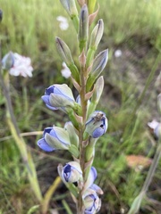 Thelymitra aristata