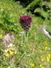 Centaurea kotschyana
