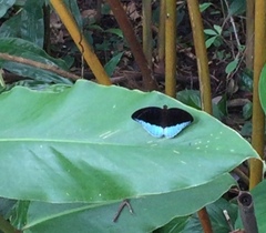 Tanaecia iapis puseda