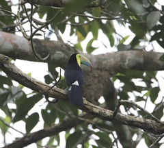 Ramphastos sulfuratus