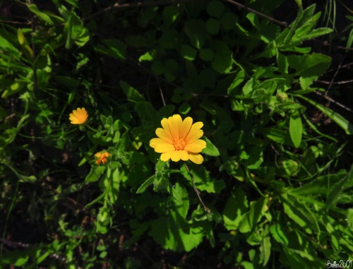 Calendula image