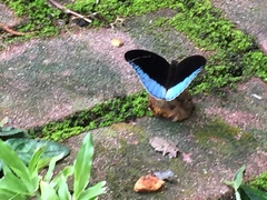 Tanaecia iapis puseda