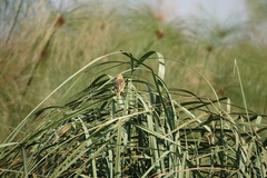 Ploceus