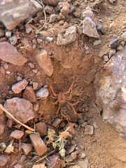Eremobatidae