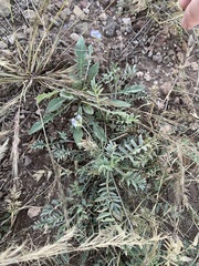 Astragalus nuttallianus