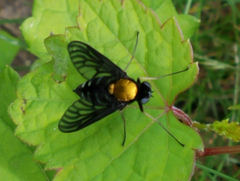 Chrysopilus thoracicus