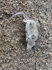 Peromyscus sonoriensis