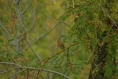 Erithacus rubecula