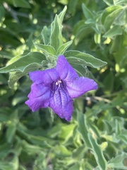 Ruellia californica californica