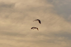 Balearica regulorum