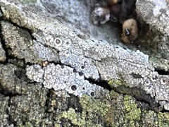 Pseudothelomma occidentale