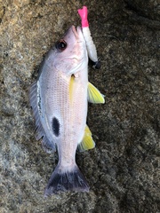 Lutjanus russellii
