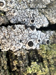 Pseudothelomma occidentale