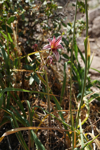 Phycella arzae, photograph 5