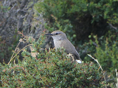 Ochetorhynchus phoenicurus
