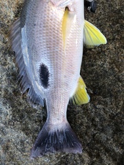 Lutjanus russellii