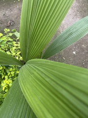 Livistona chinensis